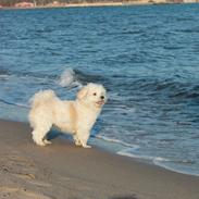 Bichon havanais Cuba