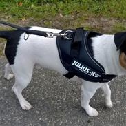 Dansk svensk gaardhund Milo My soulmate