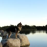 Tjekkoslovakisk ulvehund Amarok