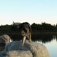 Tjekkoslovakisk ulvehund Amarok