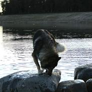 Tjekkoslovakisk ulvehund Amarok