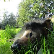 Tjekkoslovakisk ulvehund Amarok