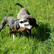 Staffordshire bull terrier Laimi