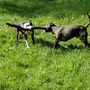 Staffordshire bull terrier Laimi