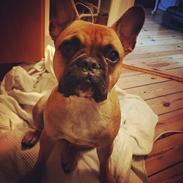 Fransk bulldog Aya 
