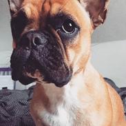 Fransk bulldog Aya 
