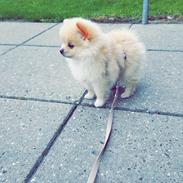 Pomeranian Lady