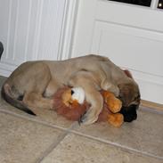 Mastiff Hugedogge Donna