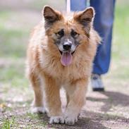 Blanding af racer Vanilla