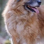 Blanding af racer Vanilla