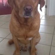 Labrador retriever Balto
