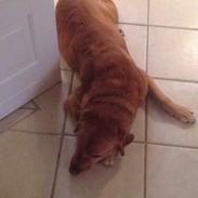 Labrador retriever Balto