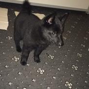 Schipperke Røndeminde's Alvin