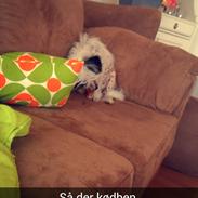 Chinese crested hårløs Daisy