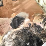 Chinese crested hårløs Daisy