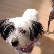 Chinese crested hårløs Daisy