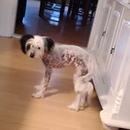 Chinese crested hårløs Daisy