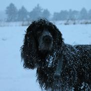 Cocker spaniel Sille