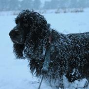Cocker spaniel Sille