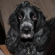 Cocker spaniel Sille