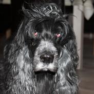 Cocker spaniel Sille