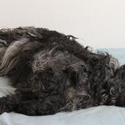 Cocker spaniel Sille