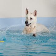 Hvid Schweizisk Hyrdehund Lilo