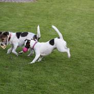 Jack russell terrier Maude