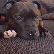 Staffordshire bull terrier Rocco