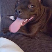 Staffordshire bull terrier Rocco