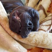 Staffordshire bull terrier Rocco