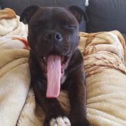 Staffordshire bull terrier Rocco