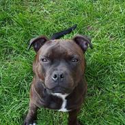Staffordshire bull terrier Rocco