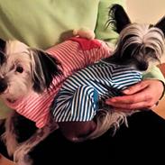 Chinese crested hårløs Daisy