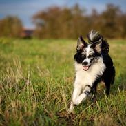 Border collie Eddie