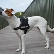 Blanding af racer Liva