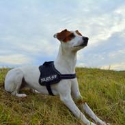 Blanding af racer Liva