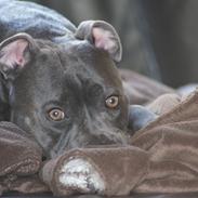 Staffordshire bull terrier Müsli