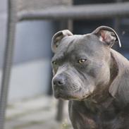 Staffordshire bull terrier Müsli