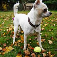 Chihuahua Picasso aka 'Steadfast give me a break'