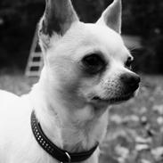 Chihuahua Picasso aka 'Steadfast give me a break'