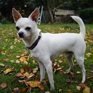Chihuahua Picasso aka 'Steadfast give me a break'