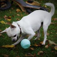 Chihuahua Picasso aka 'Steadfast give me a break'
