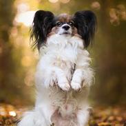 Papillon Flying Fantasies Kasper "Chico" <333