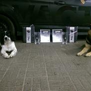 Field Trial Springer Spaniel Funky
