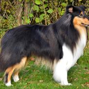 Collie langhåret Lapinette’s Fire It Up