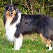 Collie langhåret Lapinette’s Fire It Up