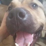 Dogo canario Zeus