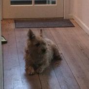 Cairn terrier Dixie