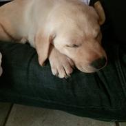 Labrador retriever Victor<3